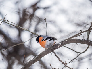 Bullfinch sitting on a branch. Beautiful bird with a red breast on a branch in winter.
