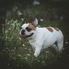Fototapeta premium Spotted French bulldog sits in a meadow surrounded by white chamomile flowers
