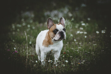 Spotted French bulldog sits in a meadow surrounded by white chamomile flowers