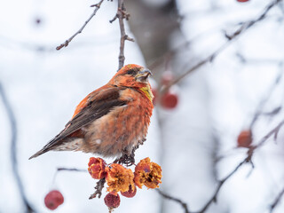 Red Crossbill male sitting on the tree branch and eats wild apple berries. Crossbill bird eats berries.