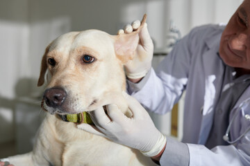 Veterinarian Checking Ears of Labrador Dog