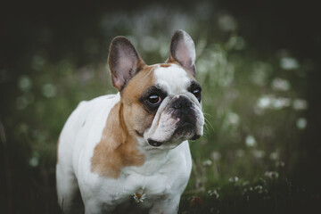 Spotted French bulldog sits in a meadow surrounded by white chamomile flowers