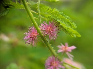 Mimosa pudica flower with pink color in the morning, macro photography, selected focus