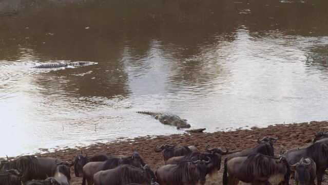 A crocodile waits just off the banks of the Mara River, and knowing that the wildebeests will eventually cross the river, is eager for a meal.