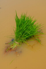 Paddy fields