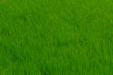 Paddy fields