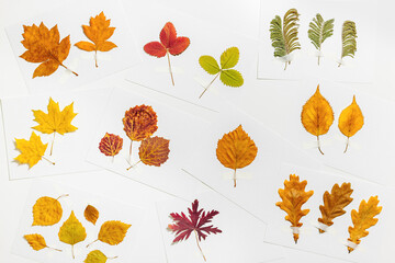 Autumn herbarium flat lay with sticking leaves on paper cards. Top view background with pressed...