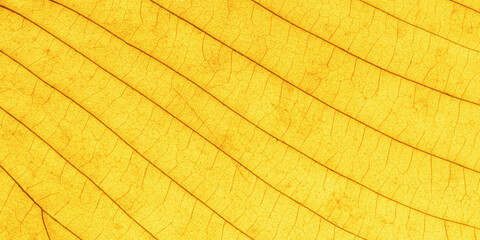 Macro photo of autumn yellow alder leaf natural texture as natural background. Fall colored yellow leaves texture close up with veins, autumnal foliage, beauty of nature. Botanical design banner