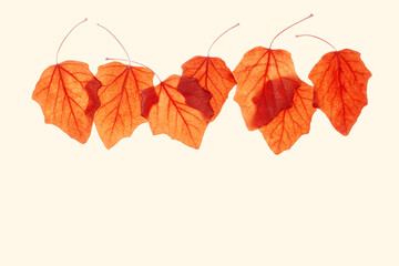 Autumn poplar leaves on beige background. Natural fallen autumn leaves as minimal card or poster,...