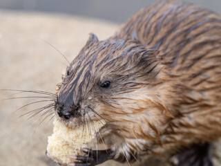 Wild animal Muskrat, Ondatra zibethicuseats, eats on the river bank