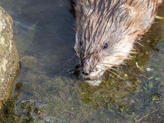 Portrait of a muskrat, ondatra zibethicus, rodent found in wetlands