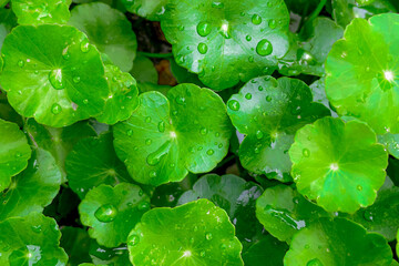 Centella asiatica, Medicinal plants that have medicinal properties