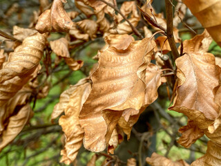 golden vibrant dried autumn leaves. natural background.