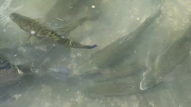 Trout fish farming in Kalam, Swat valley