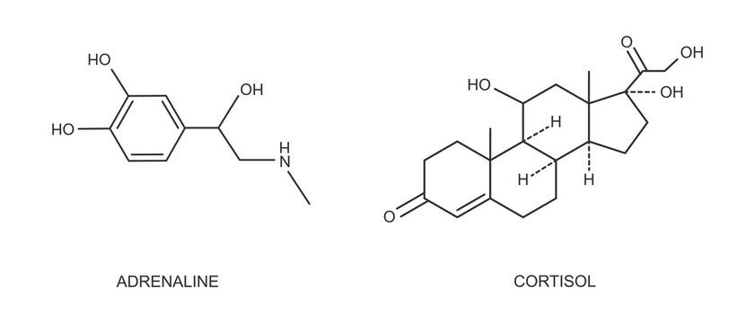 Cortisol and adrenaline outline icons. Stress related hormones produced by adrenal glands. Hydrocortisone and epinephrine molecular structure isolated on white background. Vector graphic illustration