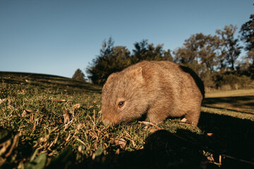 Bare-nosed Wombat at Bendeela Campground.