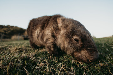 Bare-nosed Wombat at Bendeela Campground.