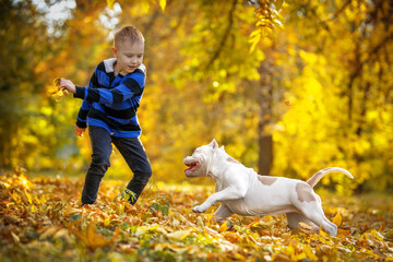 Active cute little boy happily jumps and plays with American bully puppy, scattering yellowed and fallen leaves in beautiful sunny autumn park. Dogs are most loyal friends of human.