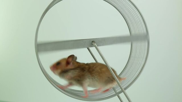 The concept of running in a circle, useless futile movement
