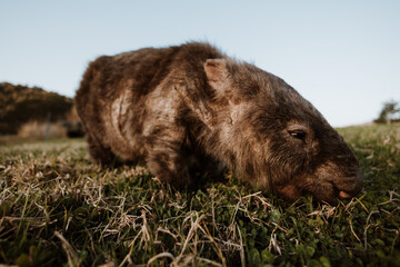 Bare-nosed Wombat at Bendeela Campground.
