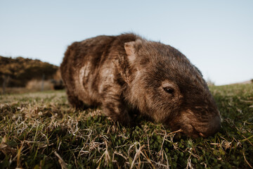 Bare-nosed Wombat at Bendeela Campground.