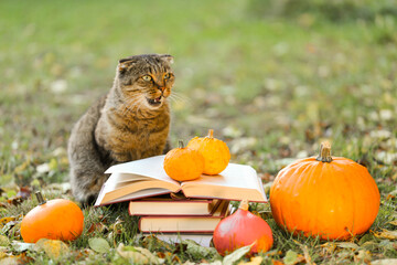 Autumn books and cat.Back to school.stack of books and a pumpkin in a garden. Books, pumpkins set...