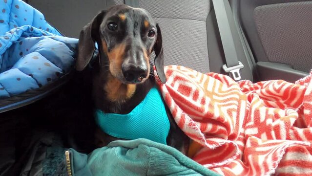 Dachshund dog sits in back seat of car, naps, closes eyes fatigue, is covered with blanket next pile of property. Transportation services for cargo, personal belongings, animals. Road trip with pet. 