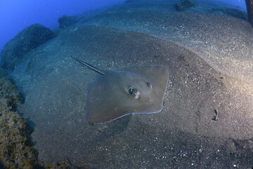 Raya escondida © Miguel