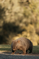 Bare-nosed Wombat at Bendeela Campground.