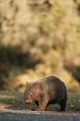 Bare-nosed Wombat at Bendeela Campground.