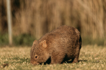 Bare-nosed Wombat at Bendeela Campground.