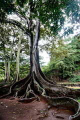 Fototapeta premium Tropical tree with large roots