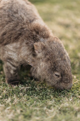 Bare-nosed Wombat at Bendeela Campground.