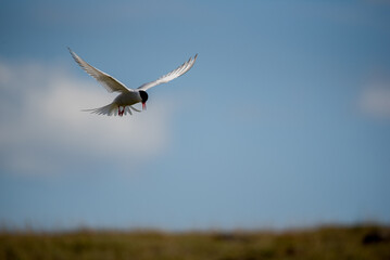 Seeschwalbe  im Flug