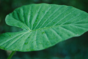 Single Green Elephant Ear Plant Close Up