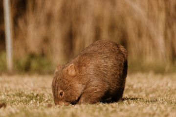 Bare-nosed Wombat at Bendeela Campground.