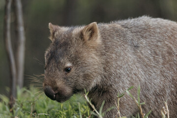 Bare-nosed Wombat at Bendeela Campground.