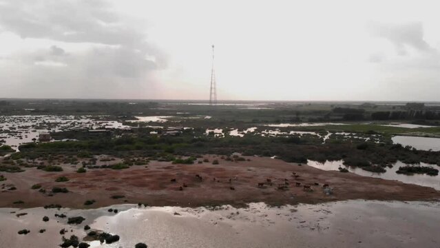 Aerial drone backward moving shot of few remaining livestock surrounded by severe river flooding in Sindh, Pakistan at daytime.