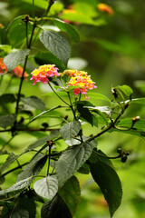 Lantana Camara Beautiful Beautiful Flowering Plant