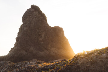 Vegetation during Sunset