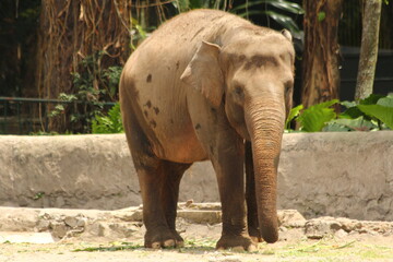Beautiful Adult Asian Elephant Walking