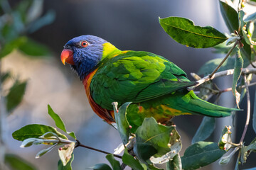 Rainbow lorikeet (Trichoglossus moluccanus) in the forest, Sydney, Australia