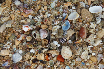 Beautiful colorful texture of sand and shells