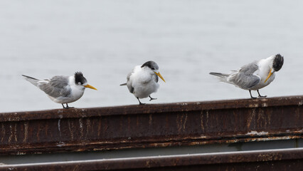 Crested terns (Thalasseus bergii) on the coast, Victoria, Australia