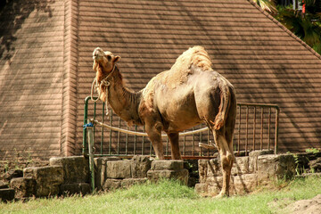 A camel with pyramid miniature in the background