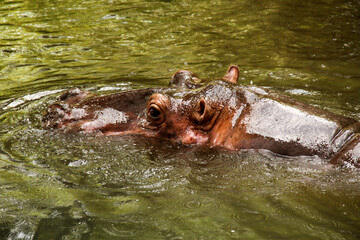 A hippopotamus head in the water