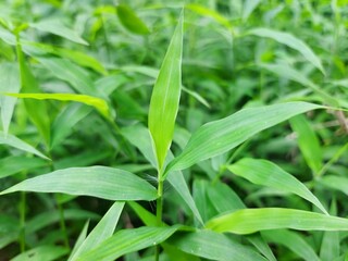 green grass in nature park