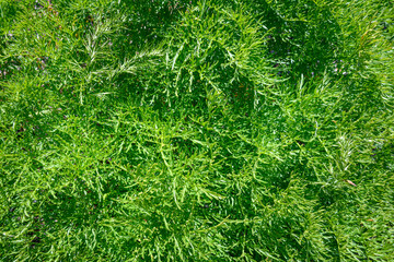 Green spring foliage growing in Central Washington, as a nature background
