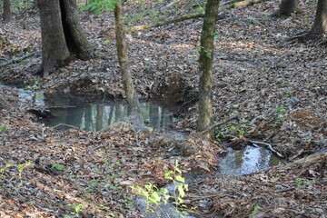 Fototapeta premium Woodlands