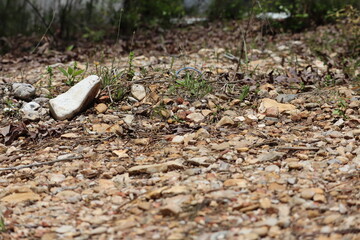 Fototapeta premium Woodlands